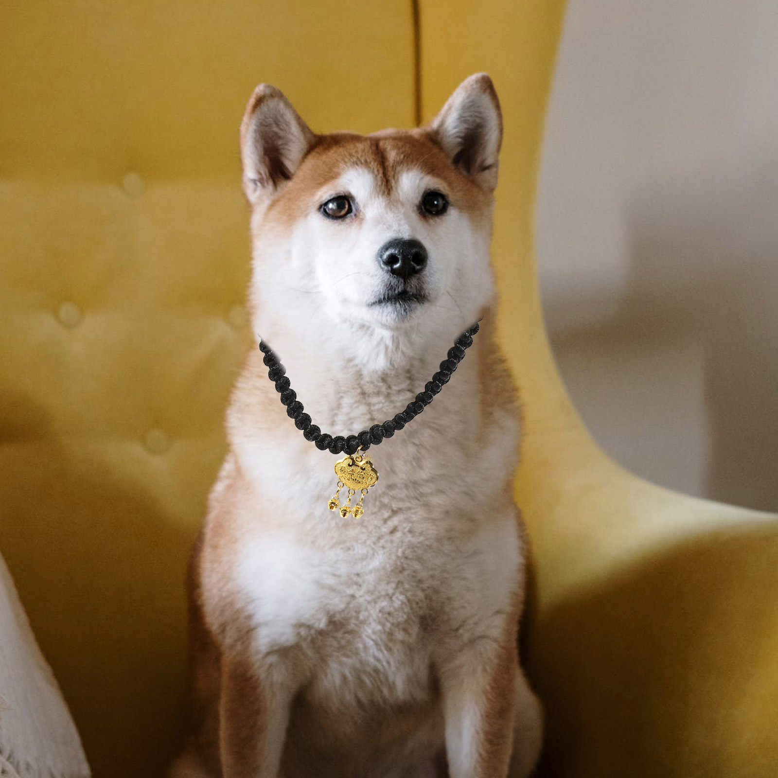 Gold Lock Pet Collar with Cris - Longevity Health & Wellness Hotel recensione e prezzo